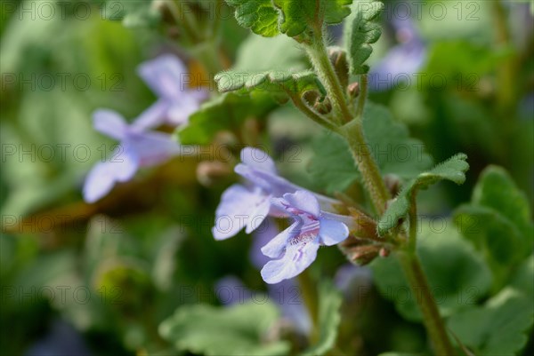 Medicinal plant Gundermann