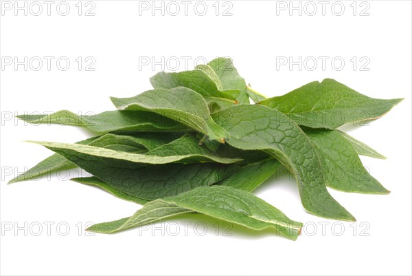 Medicinal plant common comfrey