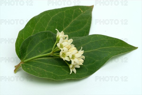 Medicinal plant white swallowwort