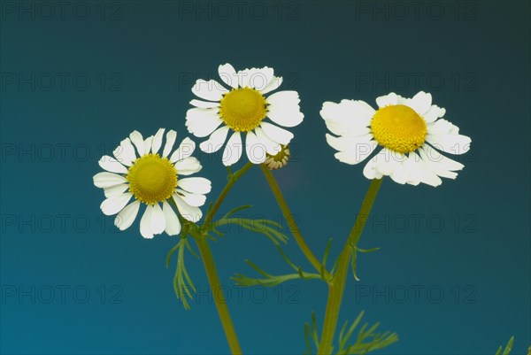 Medicinal plant Chamomile