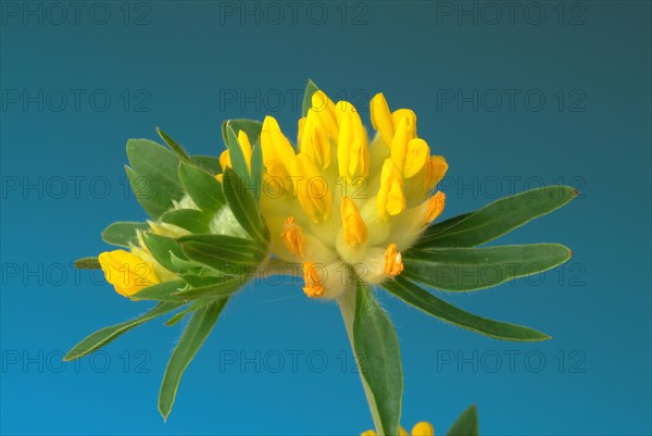 Common kidney vetch