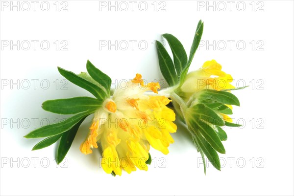 Common kidney vetch