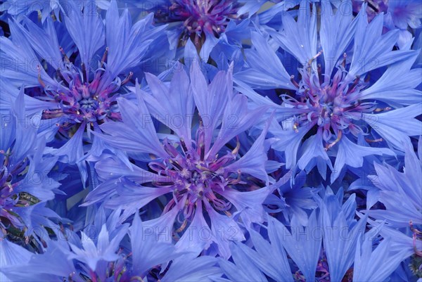 Cornflower