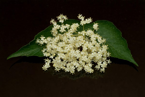 Black elder