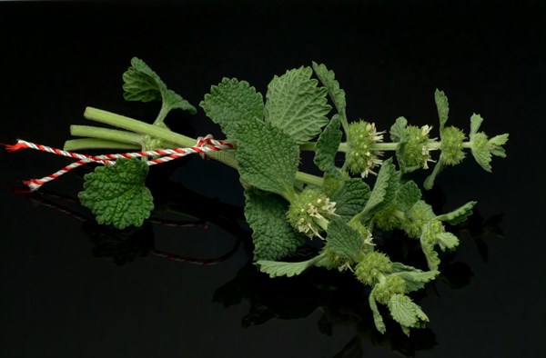 White horehound