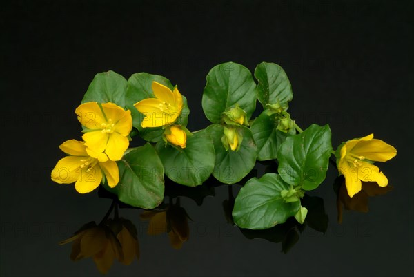 Creeping jenny