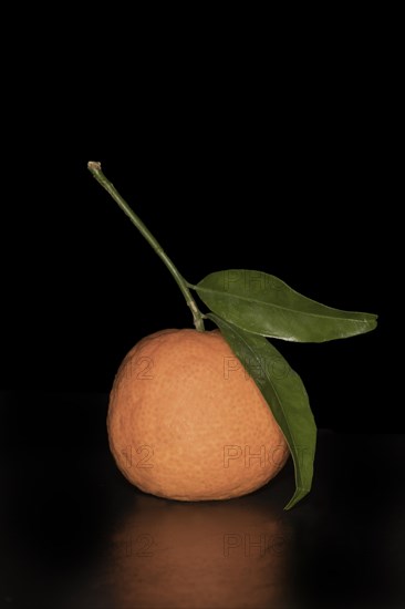 A freshly harvested mandarin orange