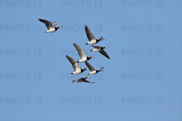 Barnacle geese