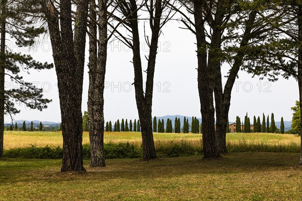 View of a cypress avenue near the church ruins of San Galgano Abbey