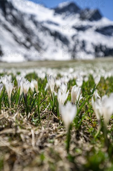 Meadow full of white and purple crocuses