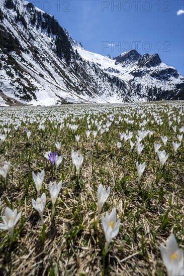 Meadow full of white and purple crocuses