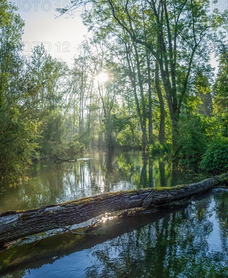 Beautiful small lake scenery made by a beaver in a forest at sunrise