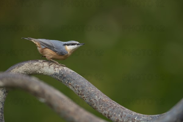 European nuthatch