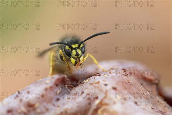 Common wasp