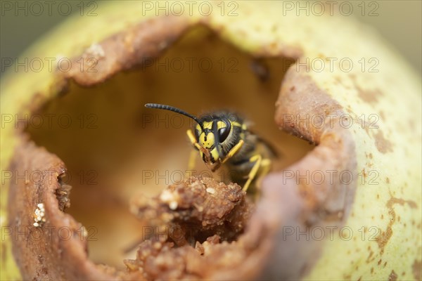 Common wasp