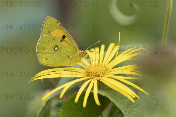 Clouded yellow butterfly