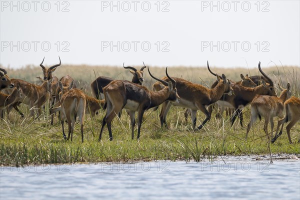 Herd of black lechwe