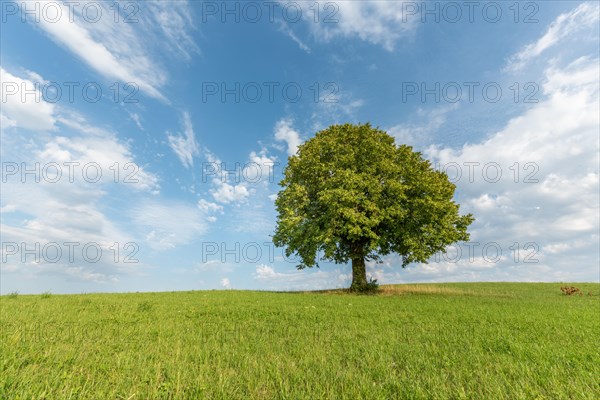 Lone basswood tree on a hill in the landscape. Jura