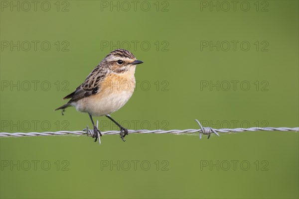 Whinchat