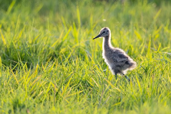 Juvenile of a black-tailed godwit