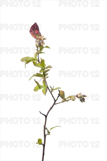 Cultivated blueberry Hardyblue