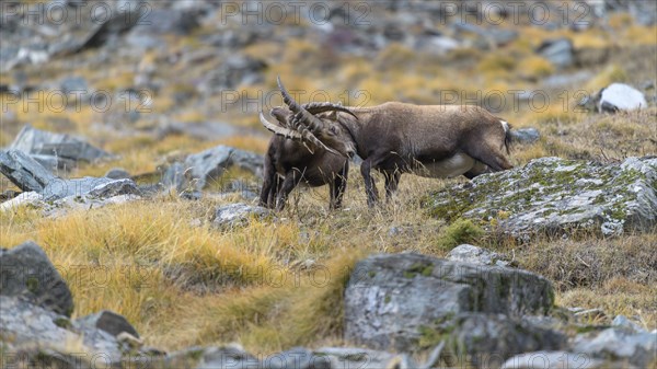 Alpine ibex