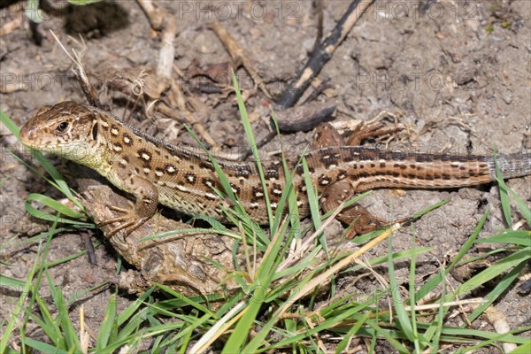 Sand lizard female lying on ground looking left