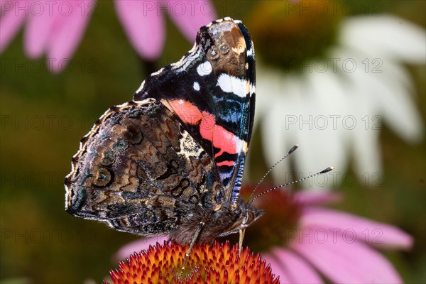 Admiral butterfly with closed wings sitting on orange flower sucking right looking