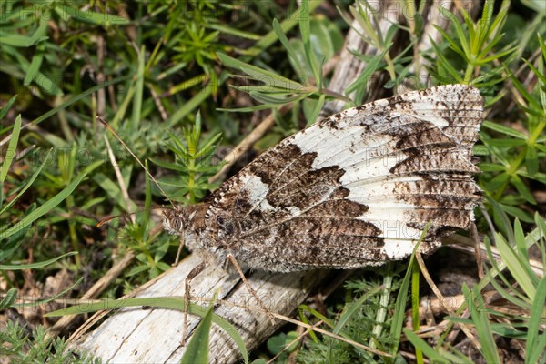 White forest moth butterfly with closed wings sitting on piece of wood left looking