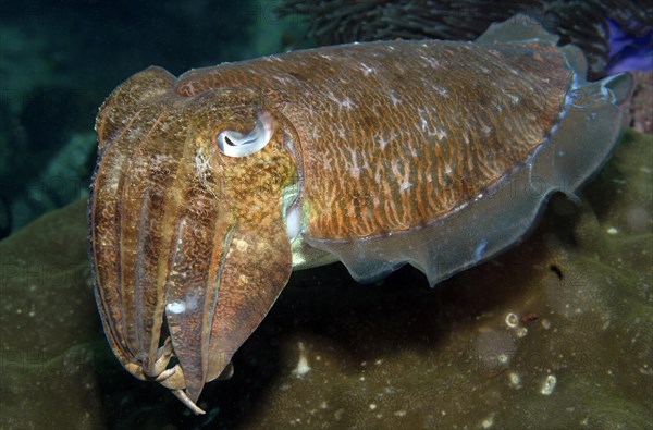 Broadclub cuttlefish