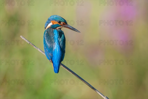 Kingfisher