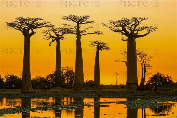 Backlight of the Avenue de Baobabs at sunset near Morondavia