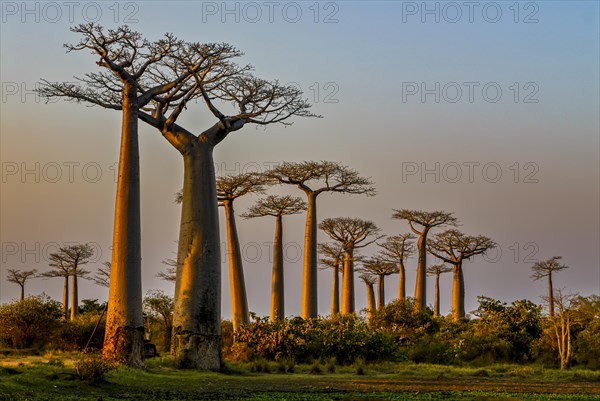 Backlight of the Avenue de Baobabs at sunset near Morondavia