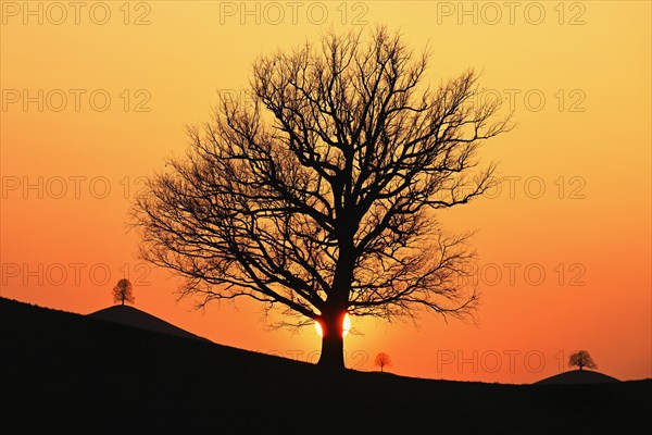 Silhouettes of an oak tree