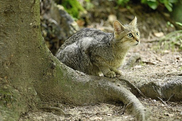 European wildcat