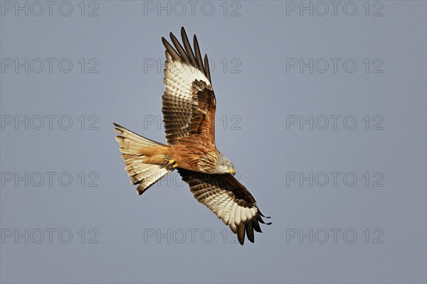 Red kite