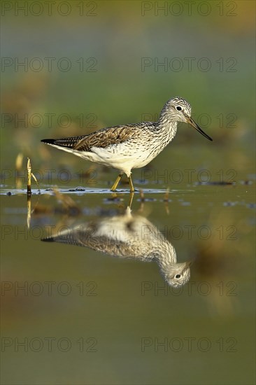 Common greenshank