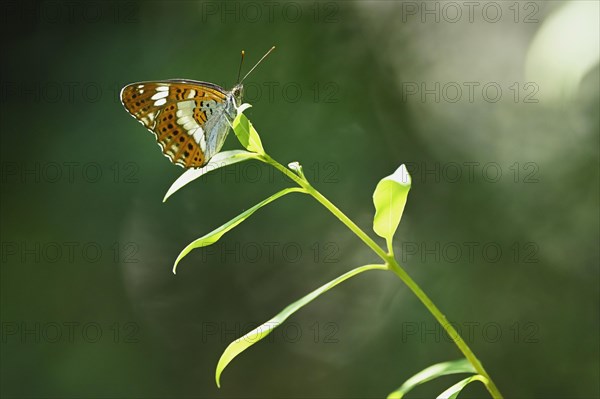 White admiral