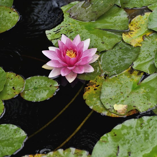 Pink and white water lily