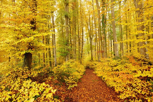 Forest path through discoloured copper beech