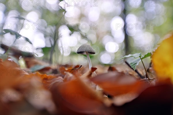 Small mushroom protruding from the carpet of leaves in a deciduous forest