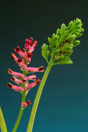 Medicinal plant Common fumitory