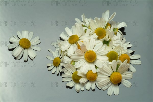 Medicinal plant Chamomile