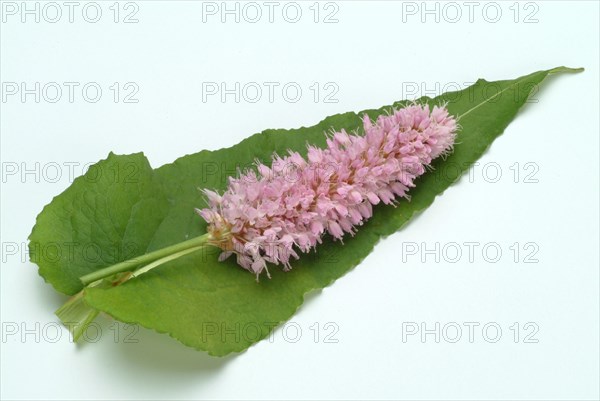 Medicinal plant Meadow knotweed