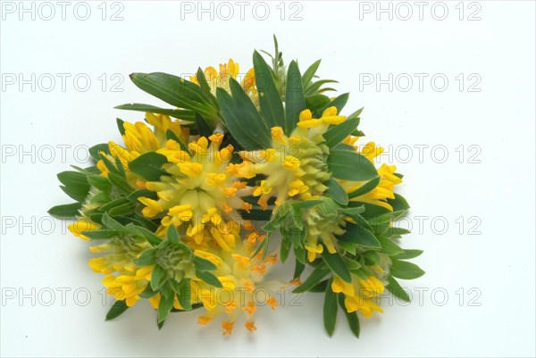 Common kidney vetch