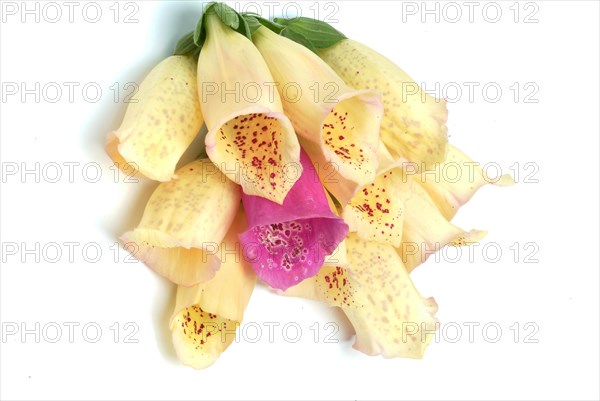 Big-flowered foxglove