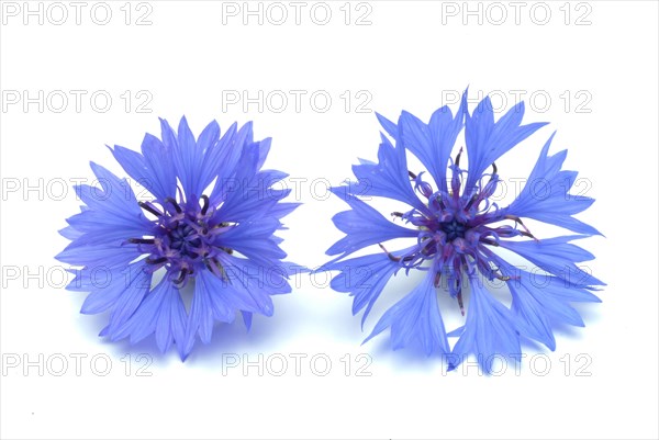 Cornflower