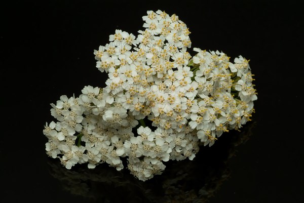 Common yarrow