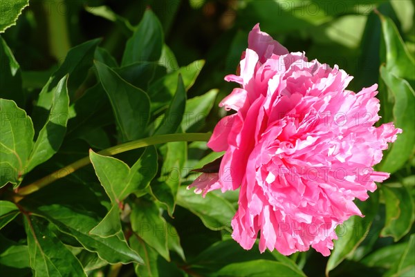 European peony