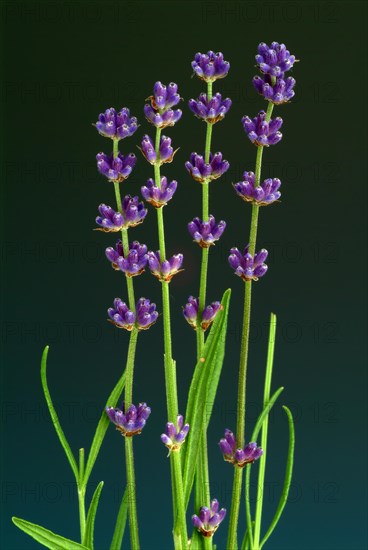 True lavender or narrow-leaved lavender